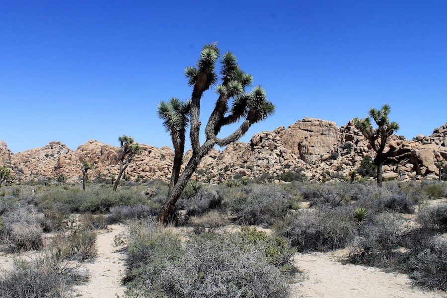 Heading to Joshua Tree National Park but don't want to hike the whole time? I've got you! These are the best things to do in Joshua Tree besides hike.